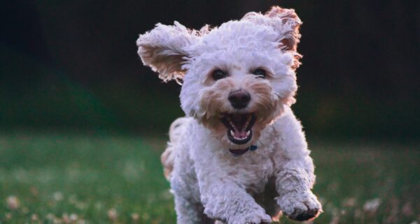 Small white dog running happily through a field