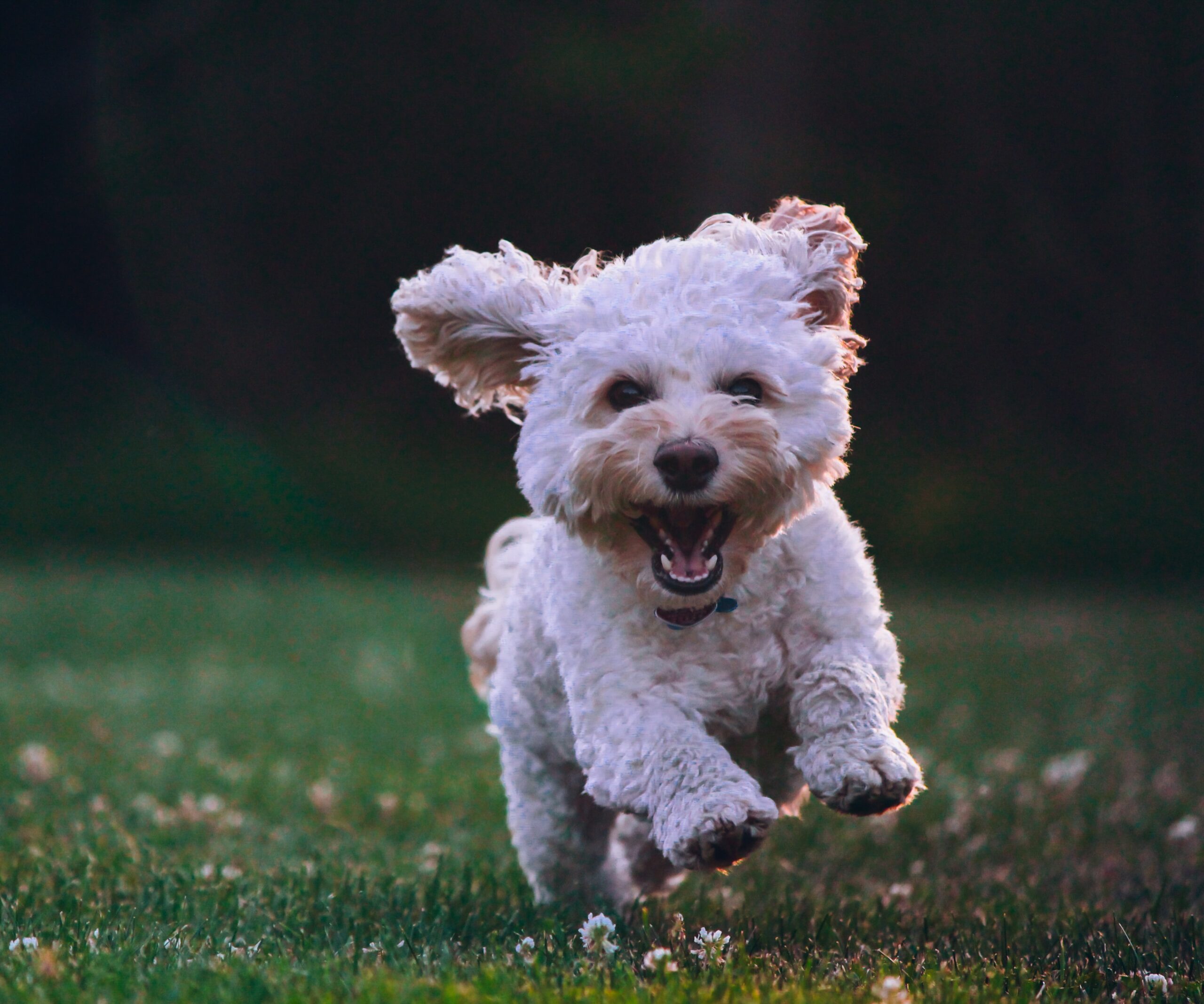 Small white dog running happily through a field